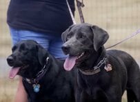経済状況の悪化で保護施設に託された2匹の犬 愛犬の幸せを願い決断した別れに胸を打たれる
