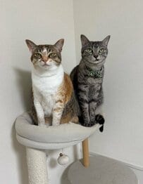 帰宅が遅れた飼い主を出迎えた2匹の猫 そろって見せた不満顔がたまらない