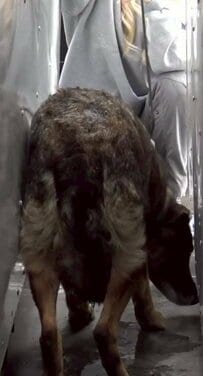 車の陰に身を潜めて動かない犬→3日間かけて保護し新しい家族のもとへ「愛情いっぱいの家族を見つけてくれてありがとう」の声