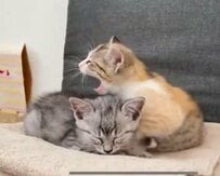 生後1ヶ月半の子猫に…「極悪」犯ニャンの驚愕映像が116万回再生