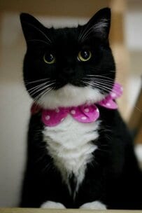 【食べられちゃうかも…】きゅるるんキュートな猫ちゃんが豹変→狙いを定めた姿に思わず二度見