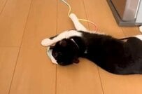 「猫の兄妹」におもちゃを与えてみると…　「2匹の行動」に思わず笑ってしまう