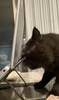 PCがガタガタ揺れる…犯人は猫ちゃんでした「春先は毎年」の理由に反響