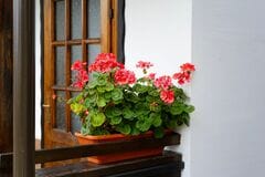 【プランターでずっと咲く花！？】1鉢で玄関が映える！春が植えどきの〈四季咲き性多年草〉6選