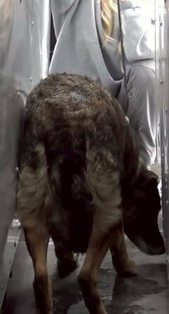 車の陰に身を潜めて動かない犬→3日間かけて保護し新しい家族のもとへ「愛情いっぱいの家族を見つけてくれてありがとう」の声
