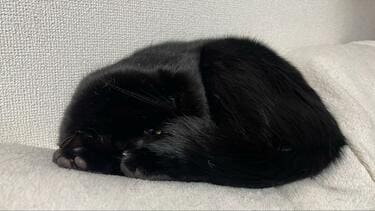 なにかわからん生き物」思わず二度見の形態変化した猫 「溶け出す」姿