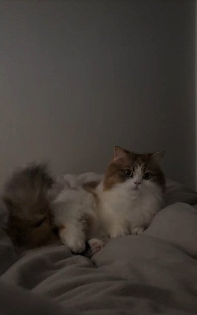 飼い主さんのベッドに上にいる、猫のほっけちゃん