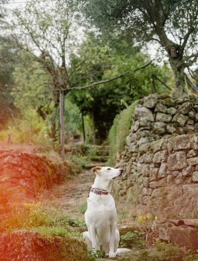 石垣のある小道で、顔を上げて座る犬の様子