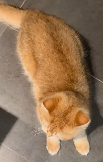 再び低い姿勢に戻るひめちゃん