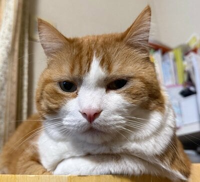 「自慢のマフラーなんだけど、そろそろいらないわね」