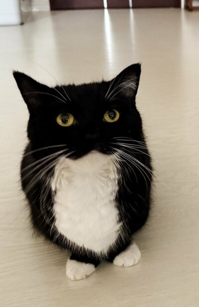 うにくんのお顔と胸元