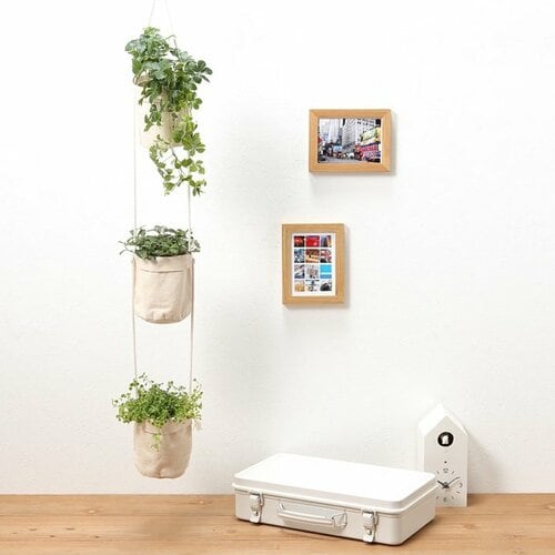 底面給水鉢の観葉植物・3号（シュガーバイン・ピレアディプレッサ・ビーチバイン）