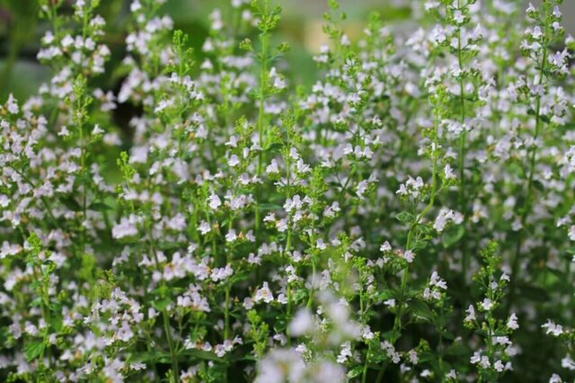 うちの庭に「植えてよかった」連日猛暑＆強い日差しの日なたで「今咲いている」夏に強い花11選