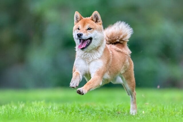 柴犬の春の風物詩に思わず二度見　「マジでこれ」「みているだけで鼻がかゆい」