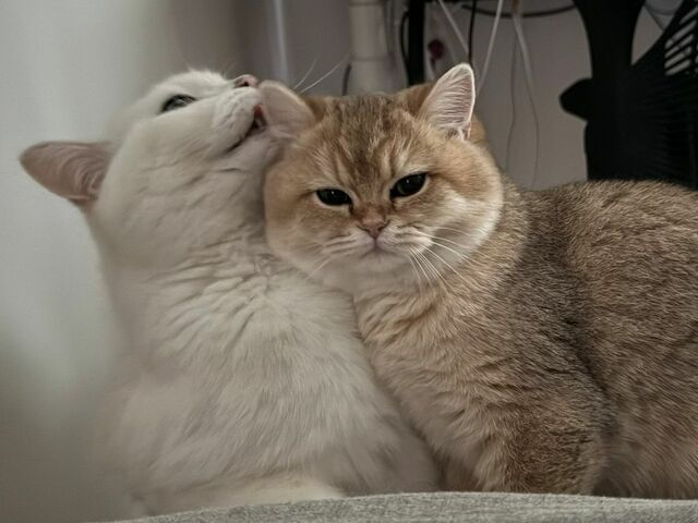 【うちの子に何をした？】子猫を洗われたオジ猫ちゃん　子猫を守る姿がカッコ良すぎた！