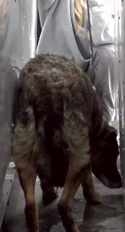 車の陰に身を潜めて動かない犬→3日間かけて保護し新しい家族のもとへ「愛情いっぱいの家族を見つけてくれてありがとう」の声
