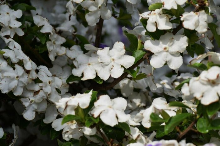 白いニオイバンマツリの花が咲いている
