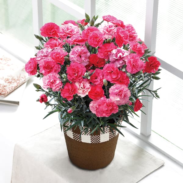 かわいらしいパッケージも注目