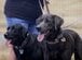 経済状況の悪化で保護施設に託された2匹の犬 愛犬の幸せを願い決断した別れに胸を打たれる