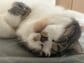 幸せそうな顔で眠る猫の「全体図」を見てみると…ふくふく幸せな姿に思わずクスリ