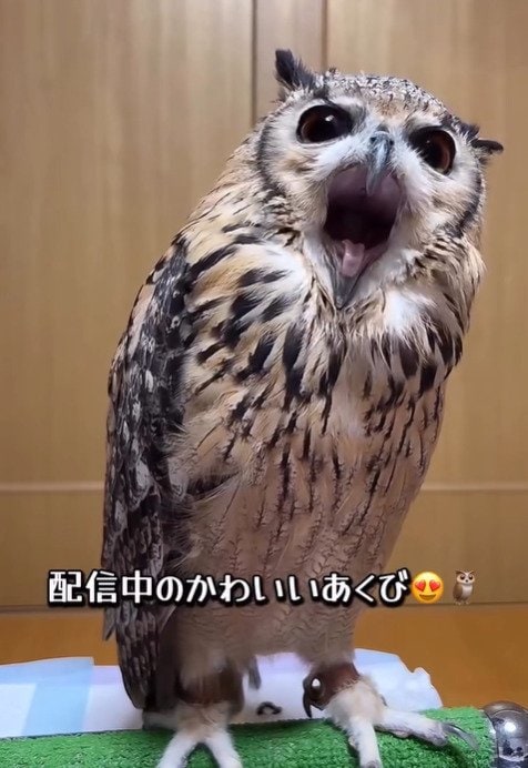 出所：@ba_chantolatte