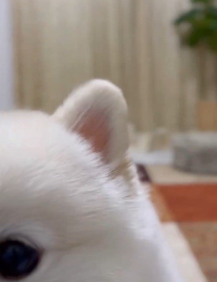 出所：@boku_ponchan