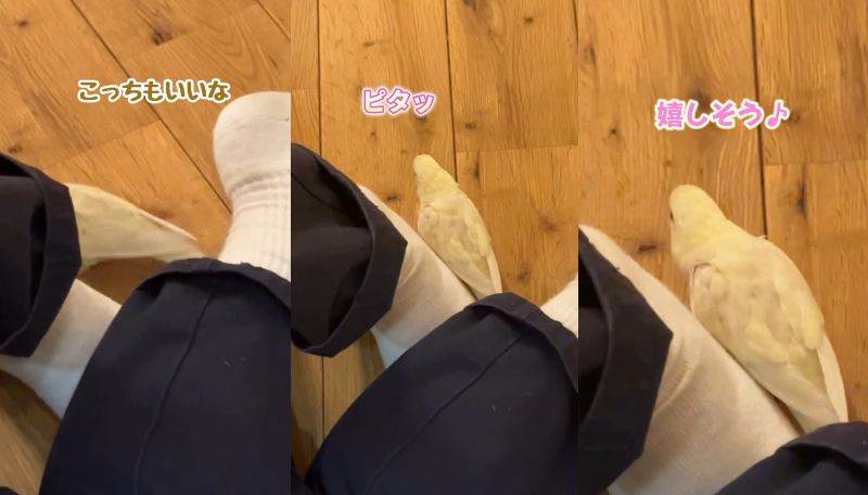 出所：@daiinkoteikoku_soraoto