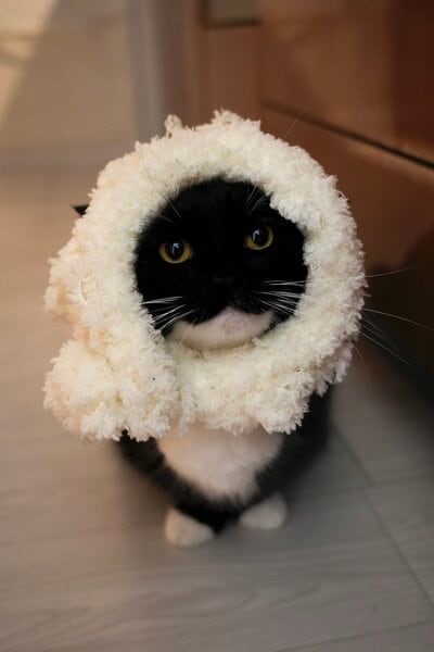 出所：＠unicouniuni3