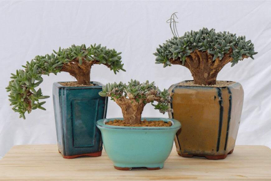 Marc Rubelli/shutterstock.com