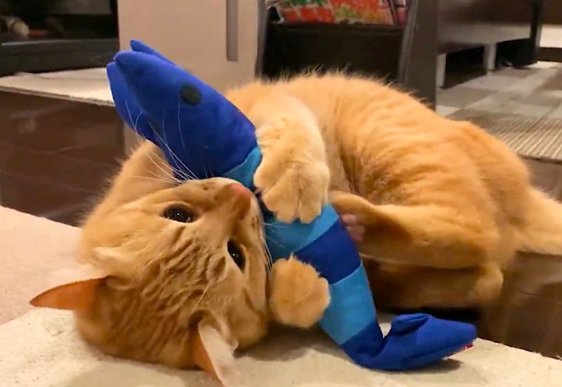 出所：@Adonis_Beginne