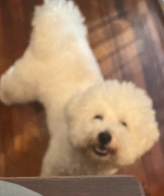 出所：@papoter_dog