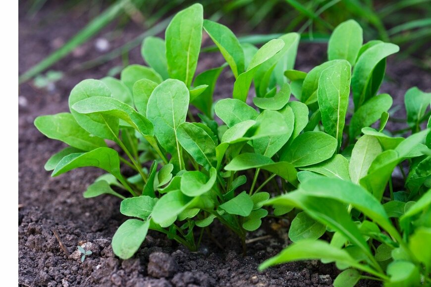 Ekaterina79/istockphoto.com