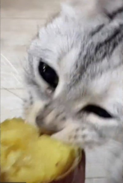 出所：＠nikoandkotatorowasabi