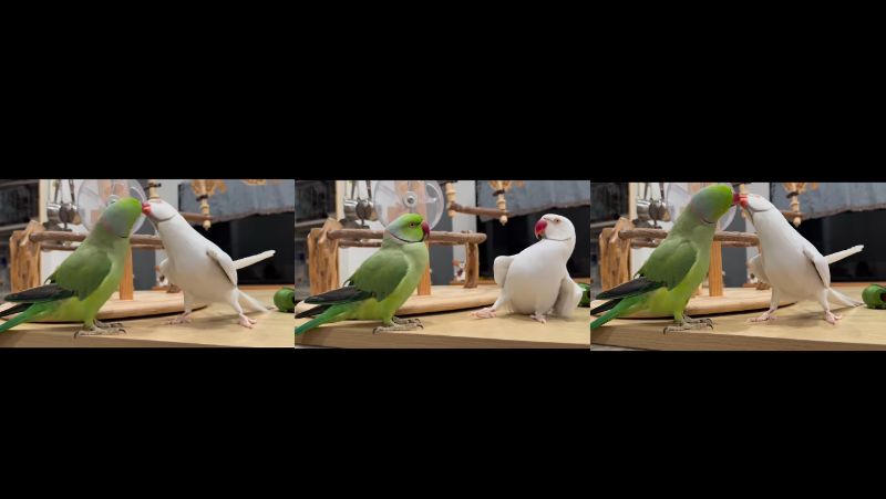 出所：@zundamame_cockatiel