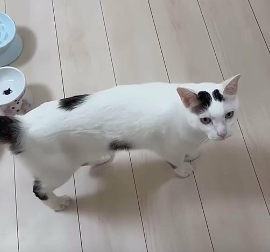 「本当に話してるw」まさかの“おしゃべり猫”に思わず二度見！驚きの声が続出