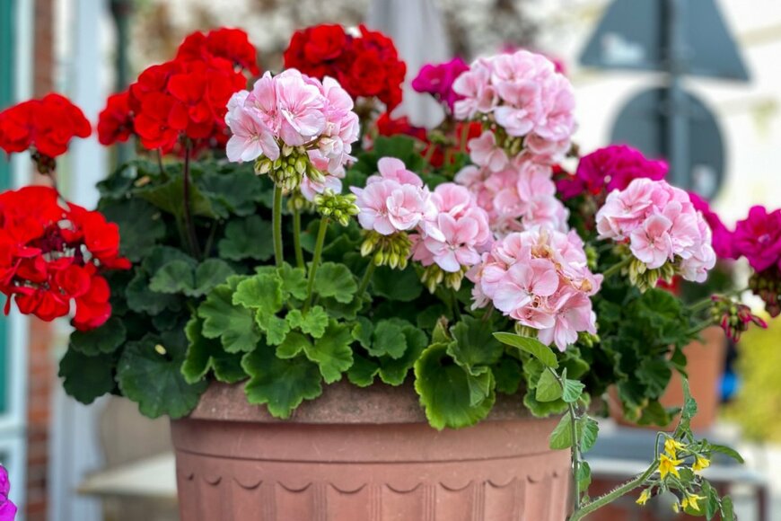 Lapa Smile/shutterstock.com