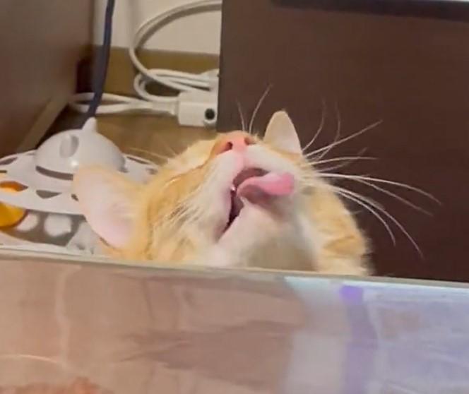 出所：@Beercat_Ana_Dar