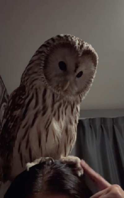 出所：@hiji.mozu_owl