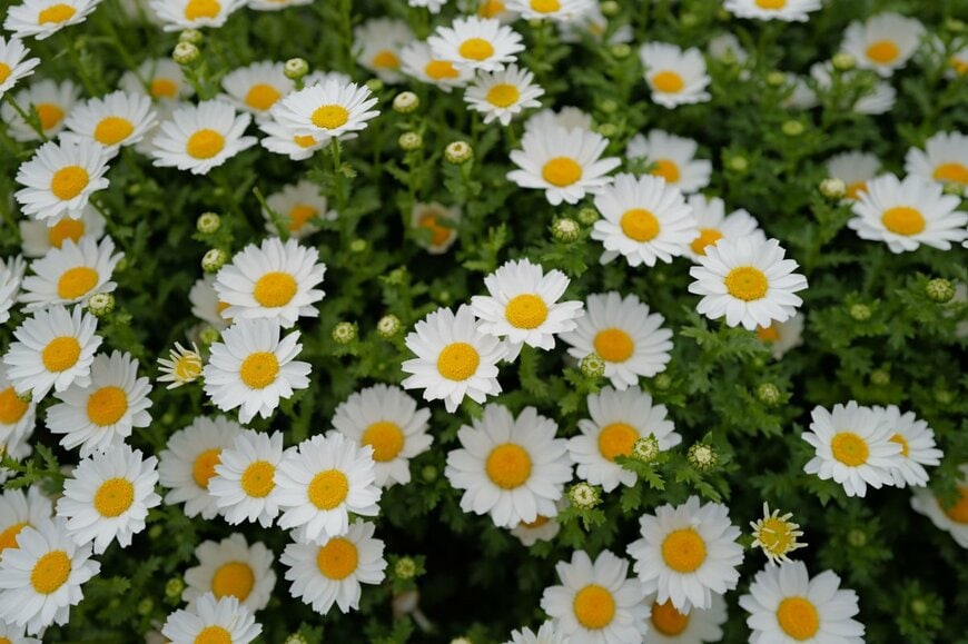 Tony Wu Studio/shutterstock.com