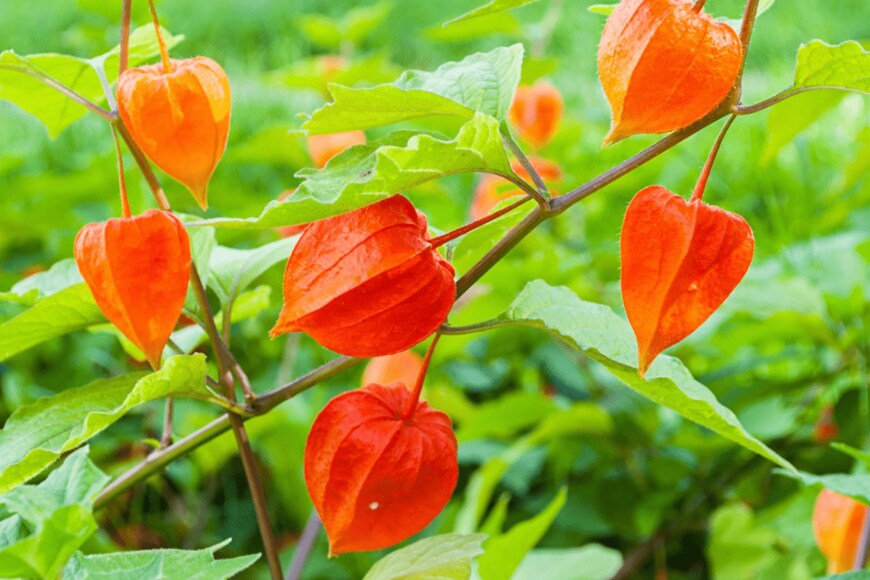 Syntheticmessiah/istockphoto.com