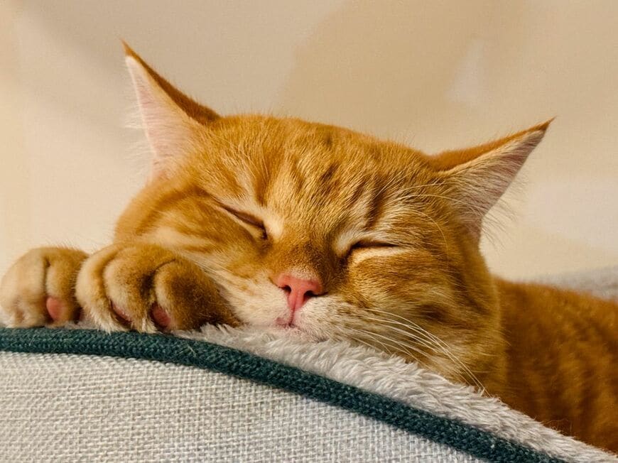 【妻と猫です】猫が選んだ「寝床」　奇跡的なバランスに「スゴい所にのせてて尊敬」