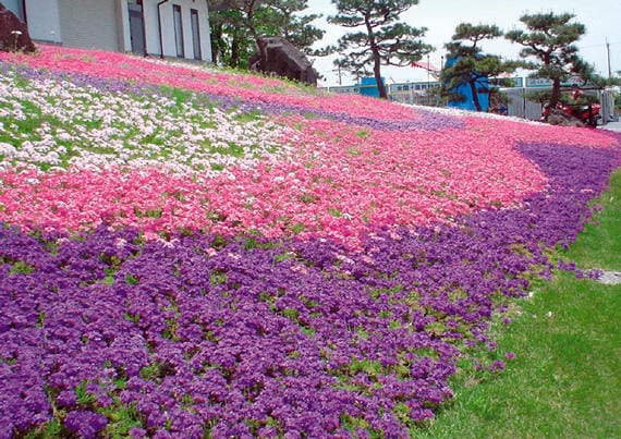 出所：サントリーフラワーズ　タピアン