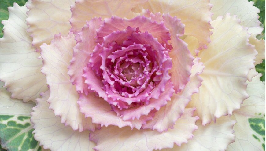 ハボタン　Damian Pawlos/istockphoto.com