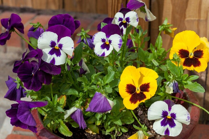 Joe_Potato/istockphoto.com