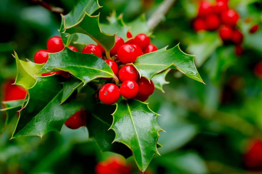 ヒイラギ（nnattalli/Shutterstock.com）