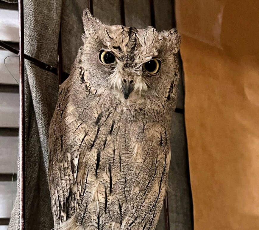 出所：@HardcoreOwl0911