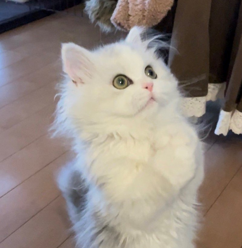 出所：@NEKOLAND13