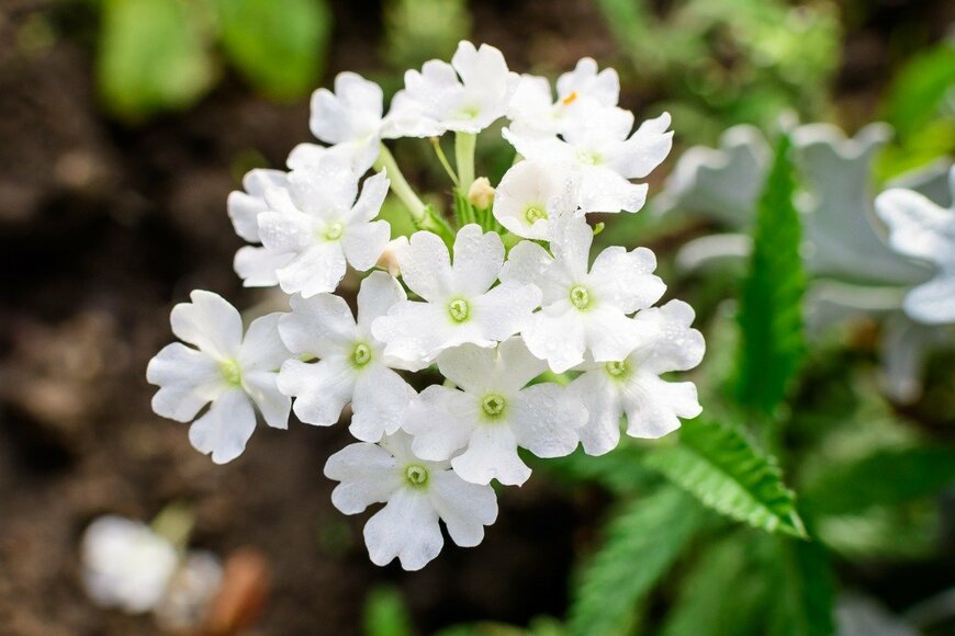 Cristina Ionescu/istockphoto.com