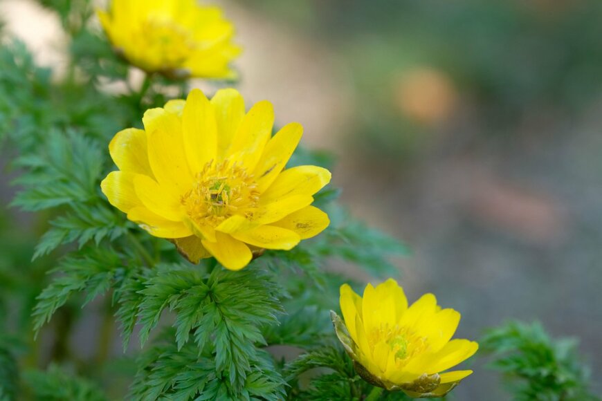 shepherdsatellite/shutterstock.com