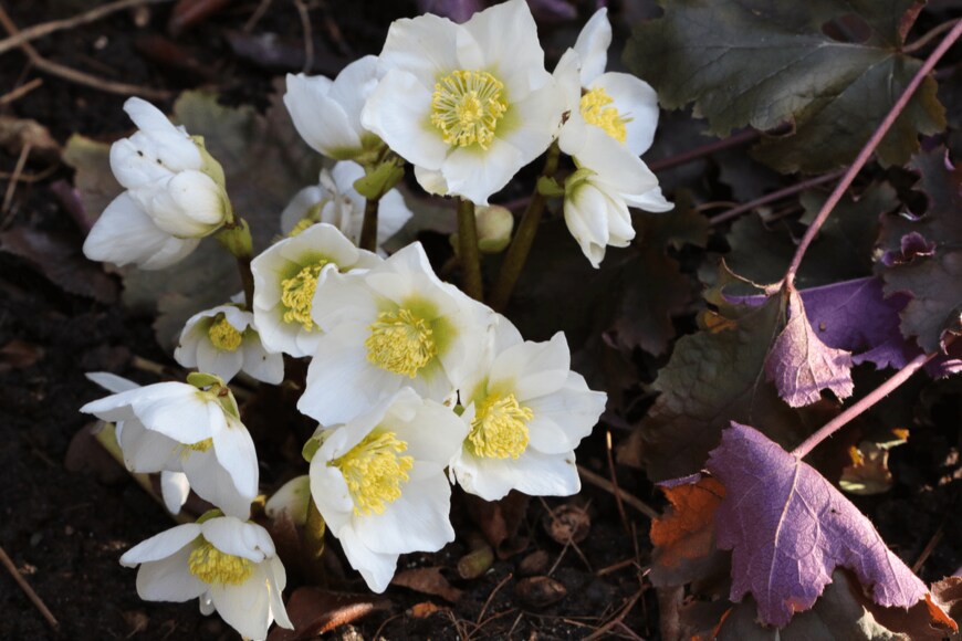                                                               Natalia Greeske/shutterstock.com